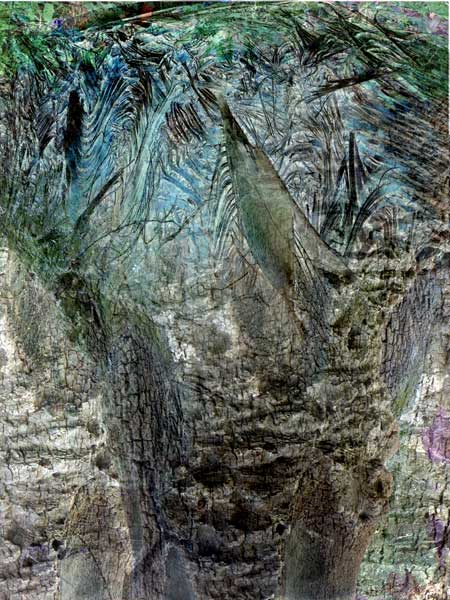 &eacute;tange faune 
